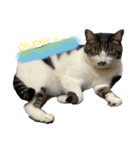 くろぷーとねこ（個別スタンプ：12）