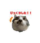 くろぷーとねこ（個別スタンプ：13）