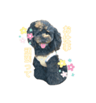 くろぷーとねこ（個別スタンプ：16）