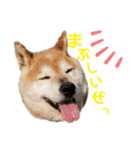 りき君と、時々さくらちゃん（個別スタンプ：8）