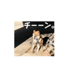 りき君と、時々さくらちゃん（個別スタンプ：9）