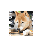 りき君と、時々さくらちゃん（個別スタンプ：10）