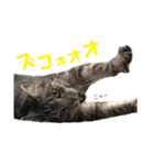 りき君と、時々さくらちゃん（個別スタンプ：11）