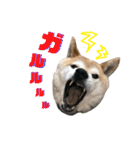 りき君と、時々さくらちゃん（個別スタンプ：14）