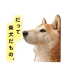 りき君と、時々さくらちゃん（個別スタンプ：19）