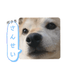 りき君と、時々さくらちゃん（個別スタンプ：22）