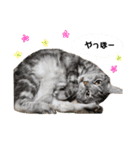 りき君と、時々さくらちゃん（個別スタンプ：30）