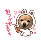 チワワのジェスくん（個別スタンプ：1）
