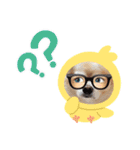 チワワのジェスくん（個別スタンプ：3）