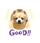 チワワのジェスくん（個別スタンプ：8）