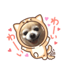 チワワのジェスくん（個別スタンプ：14）