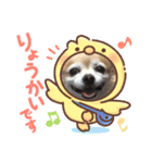 チワワのジェスくん（個別スタンプ：15）