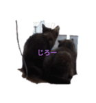 癒やしのにゃんこ（個別スタンプ：1）