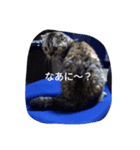癒やしのにゃんこ（個別スタンプ：2）