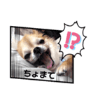 チワワver2（個別スタンプ：1）