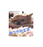 チワワver2（個別スタンプ：4）