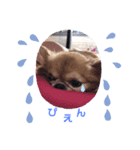 チワワver2（個別スタンプ：5）