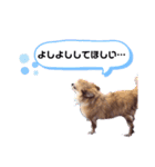 チワワver2（個別スタンプ：8）