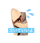 RI☆O(ぴろリンとちーちゃん)（個別スタンプ：25）