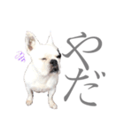 よもちゃんふぁみりー（個別スタンプ：5）