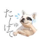 よもちゃんふぁみりー（個別スタンプ：17）