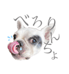 よもちゃんふぁみりー（個別スタンプ：21）