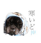 よもちゃんふぁみりー（個別スタンプ：24）