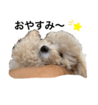 かねねんのうめ吉くん（個別スタンプ：1）
