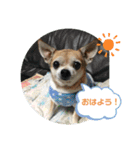 キングとイブとシロ No1（個別スタンプ：5）