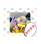 キングとイブとシロ No1（個別スタンプ：6）