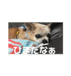 キングとイブとシロ No1（個別スタンプ：7）