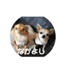 キングとイブとシロ No1（個別スタンプ：9）