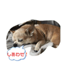 キングとイブとシロ No1（個別スタンプ：10）