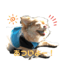 キングとイブとシロ No1（個別スタンプ：11）