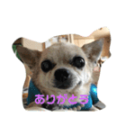 キングとイブとシロ No1（個別スタンプ：12）
