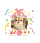 キングとイブとシロ No1（個別スタンプ：14）