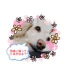 コロンちゃんの可愛いスタンプ（個別スタンプ：3）