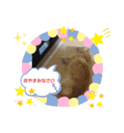 コロンちゃんの可愛いスタンプ（個別スタンプ：7）