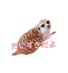 ミーアのはまち、時々ぶり（個別スタンプ：15）