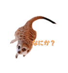 ミーアのはまち、時々ぶり（個別スタンプ：18）