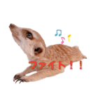 ミーアのはまち、時々ぶり（個別スタンプ：28）