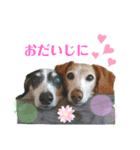 ホムワト3（個別スタンプ：1）