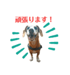 ホムワト3（個別スタンプ：2）