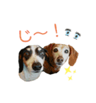 ホムワト3（個別スタンプ：10）