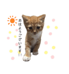 立ち耳スコティッシュのやんちゃ猫（個別スタンプ：1）