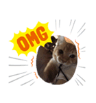 立ち耳スコティッシュのやんちゃ猫（個別スタンプ：4）