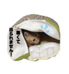 立ち耳スコティッシュのやんちゃ猫（個別スタンプ：5）