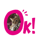 立ち耳スコティッシュのやんちゃ猫（個別スタンプ：6）