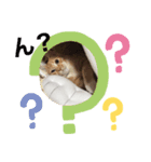 立ち耳スコティッシュのやんちゃ猫（個別スタンプ：7）