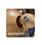 ゴールデンレトリバーのるな②（個別スタンプ：15）